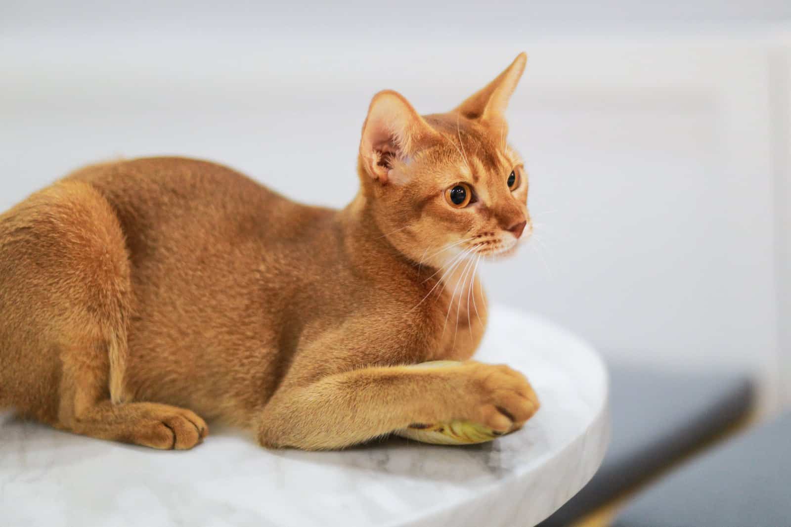Abessinier Katze in Nahaufnahme, gut sichtbar das warme getickte Fell