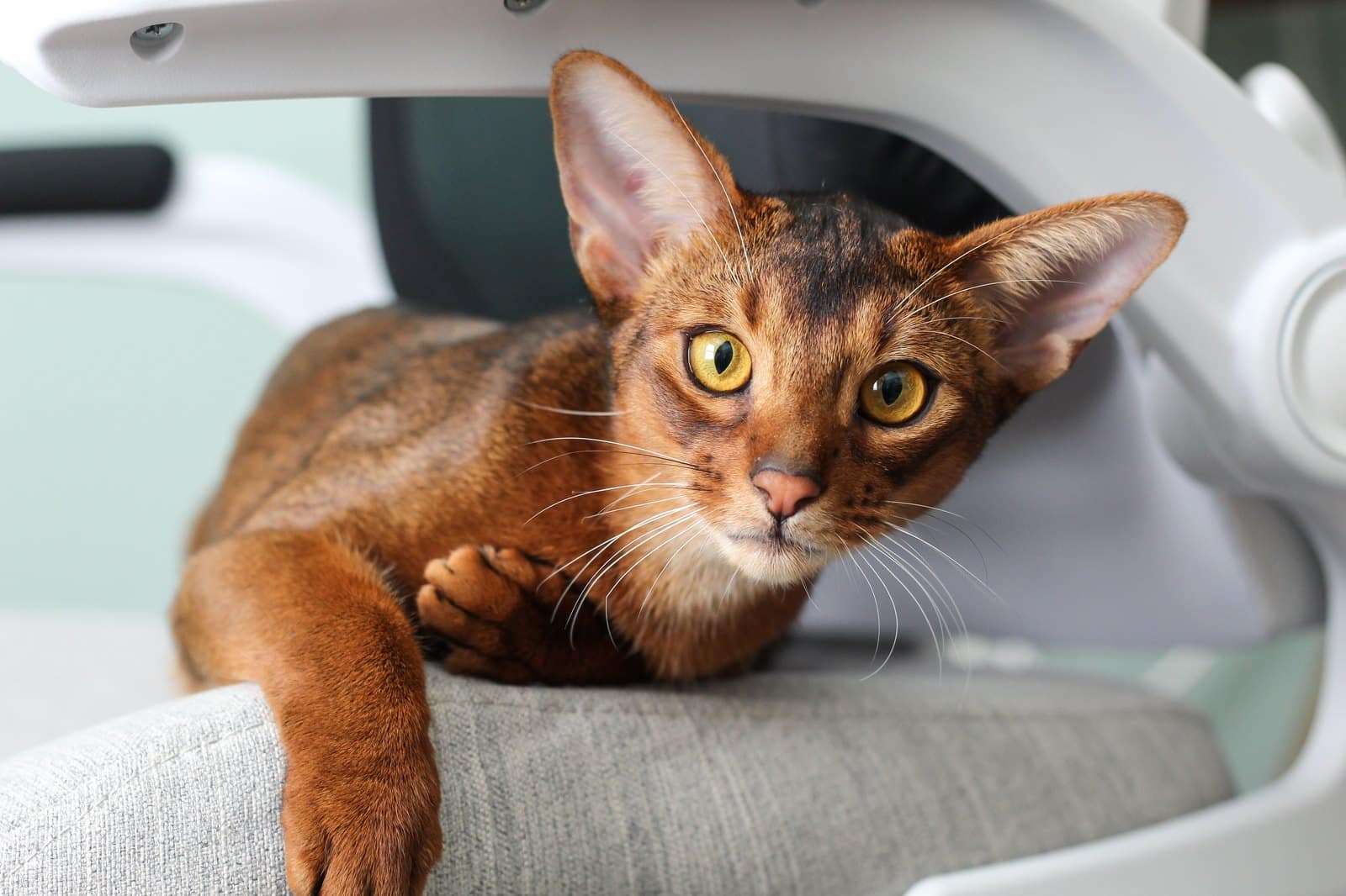 Abessinier Katze ruht entspannt in der Wohnung