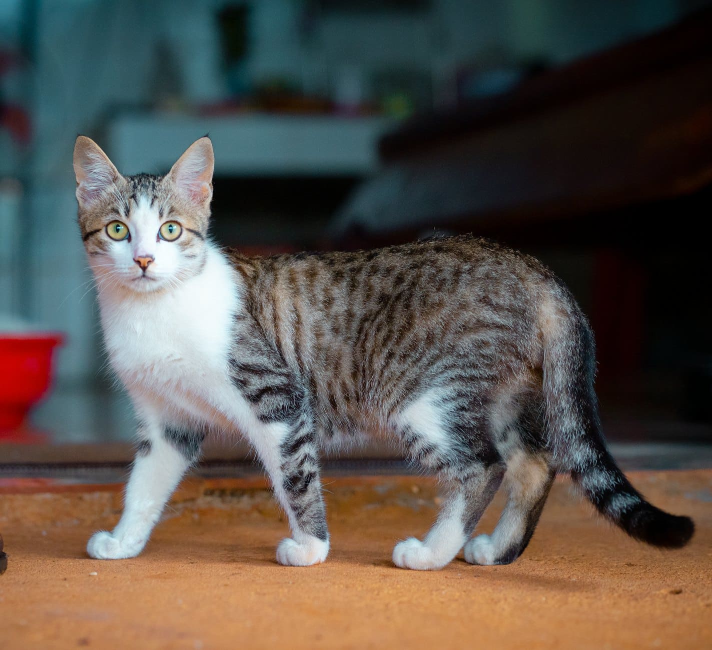 Symbolbild einer aktiven getupften Katze im Freien