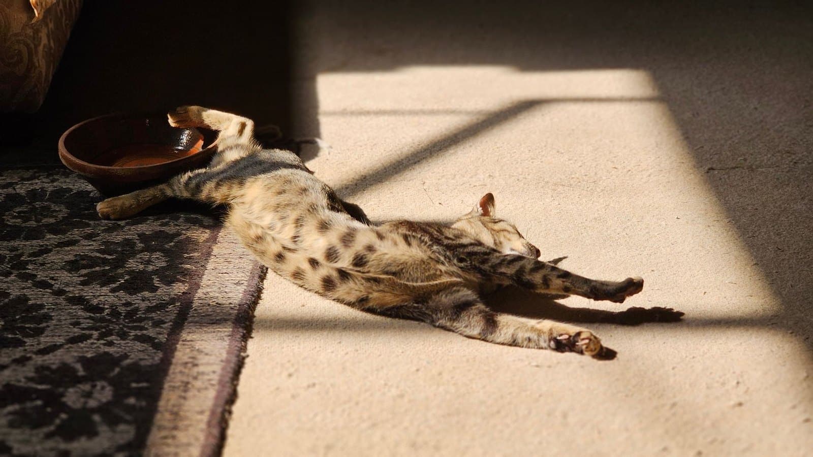 Symbolbild einer getupften Katze mit Fleckenmuster