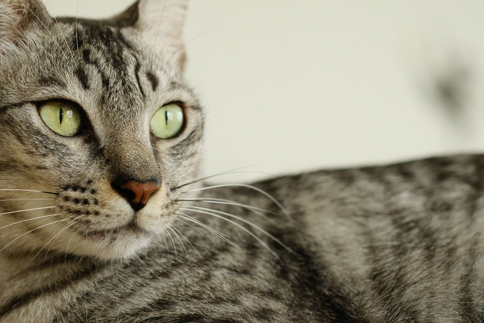 Symbolbild einer Katze mit grünen Augen