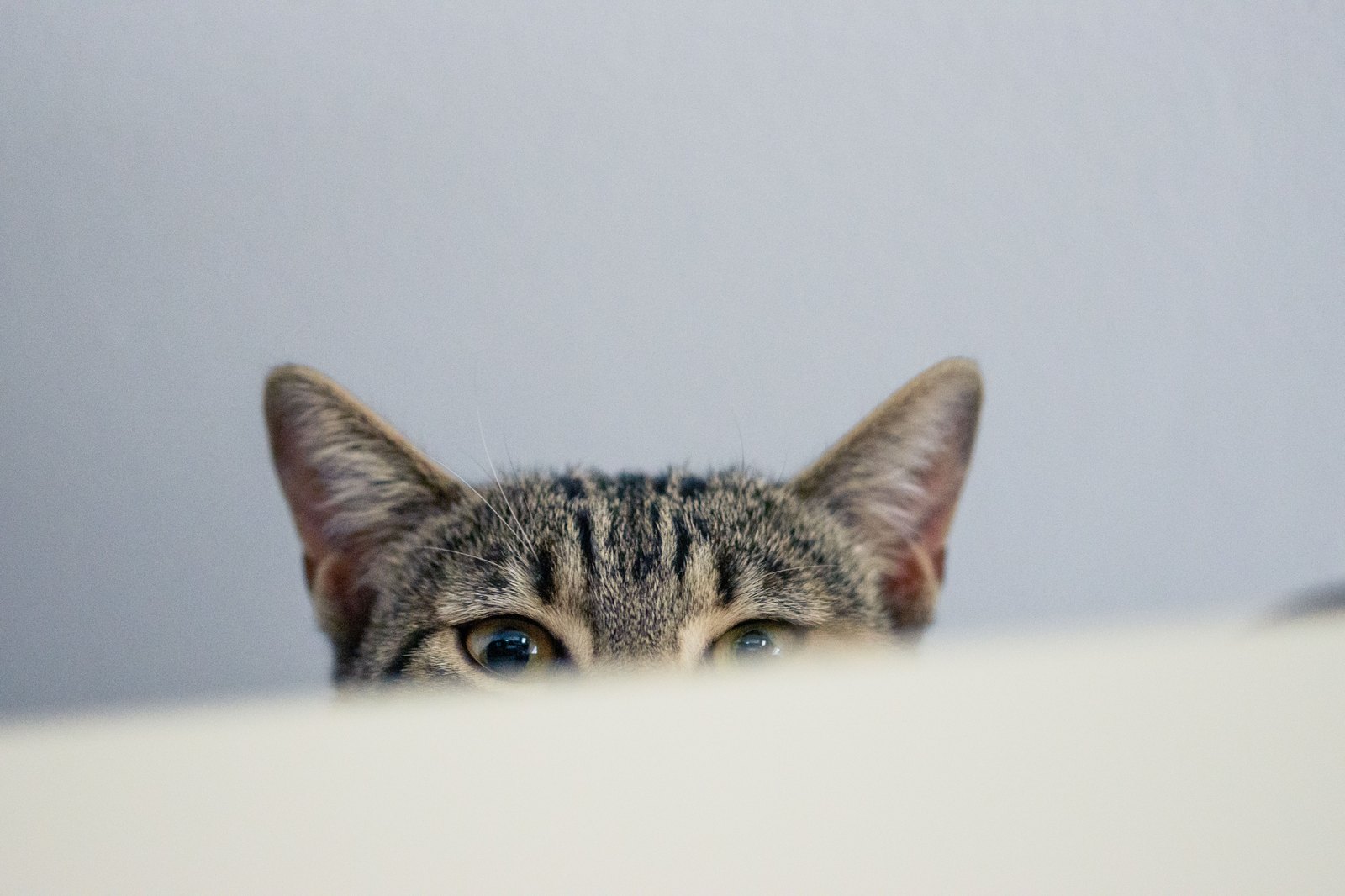 Verspielte getigerte Katze blickt neugierig über eine Kante