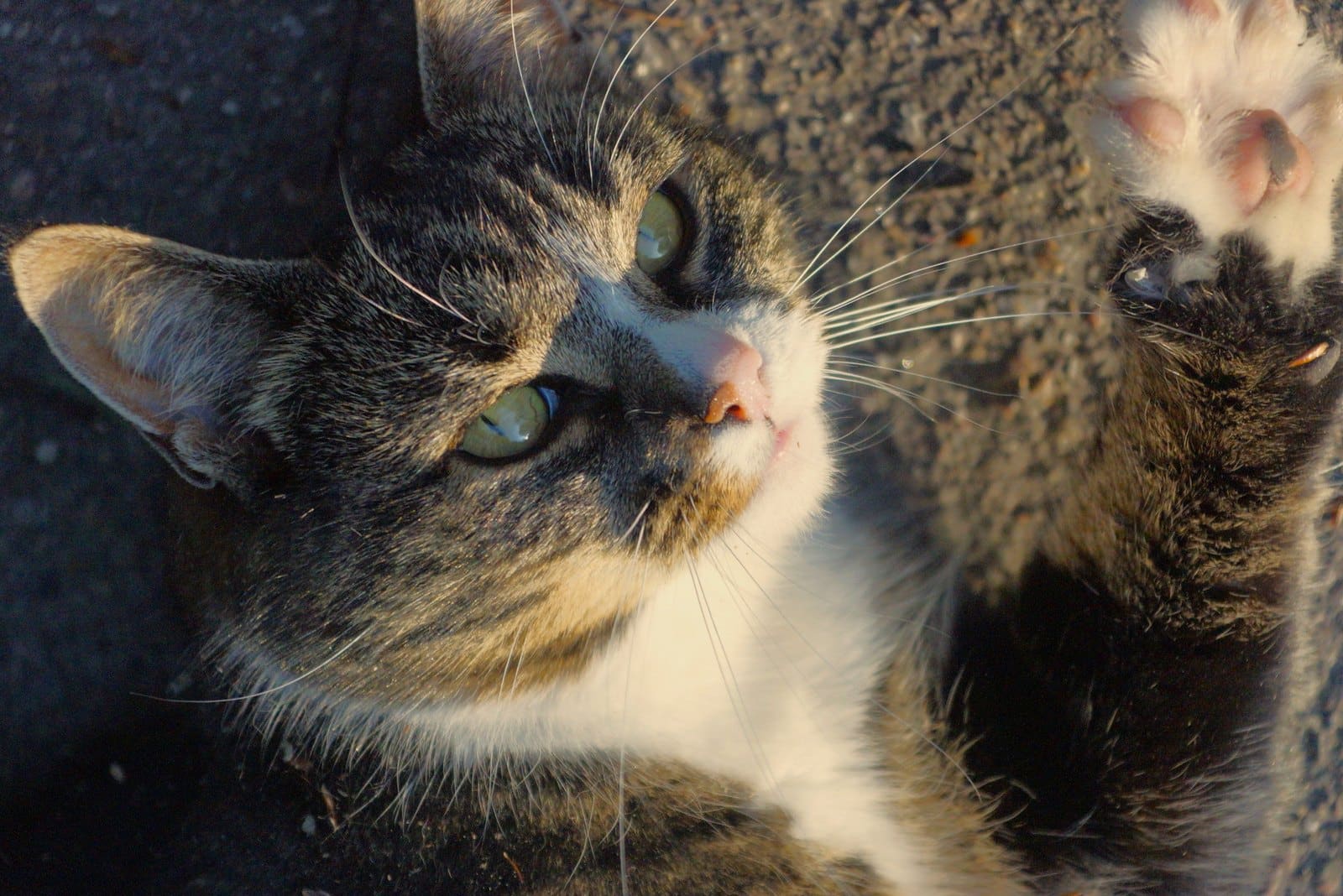 American Curl hebt verspielt die Pfote im Sonnenlicht