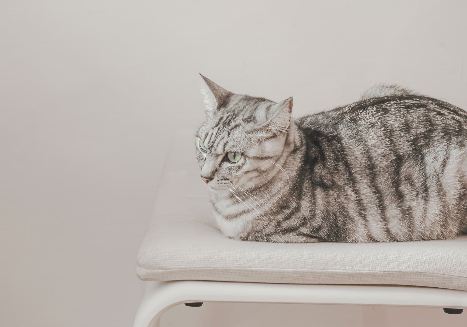 Getigerte American Shorthair liegt entspannt in der Wohnung