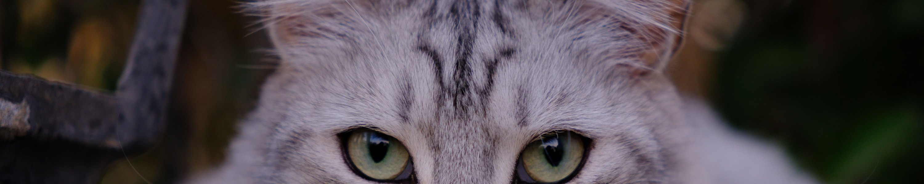 American Shorthair