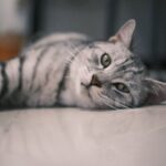 American Shorthair
