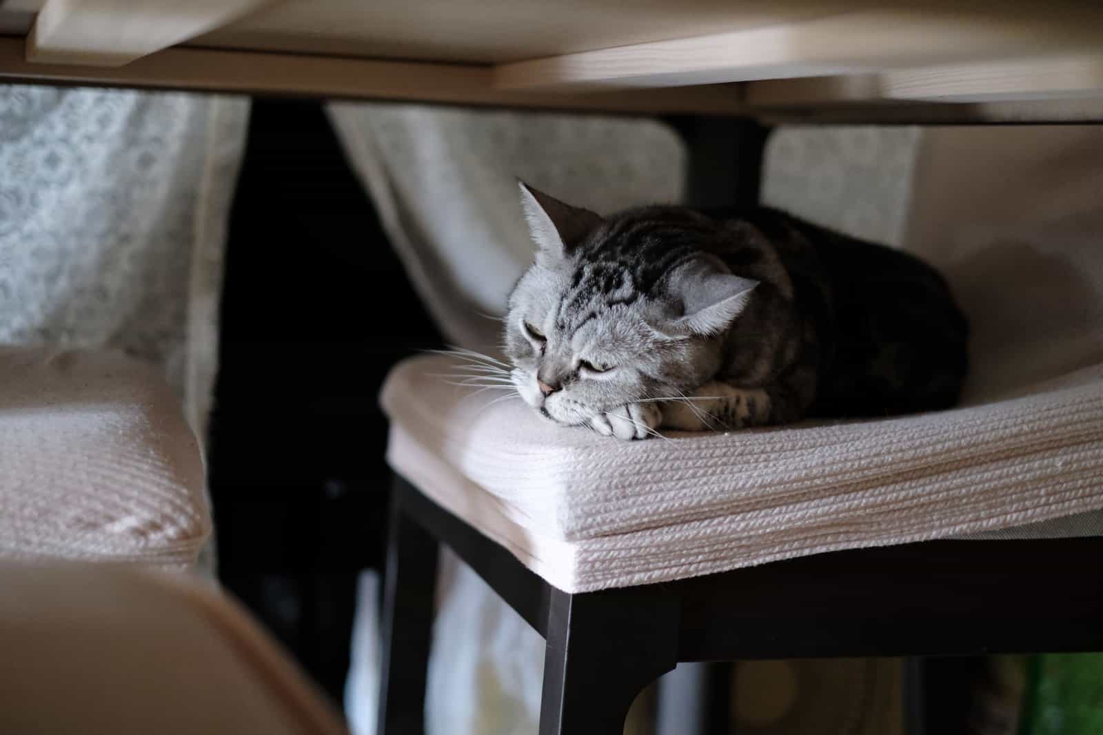 Kräftige getigerte American Shorthair ruht auf einem Sessel