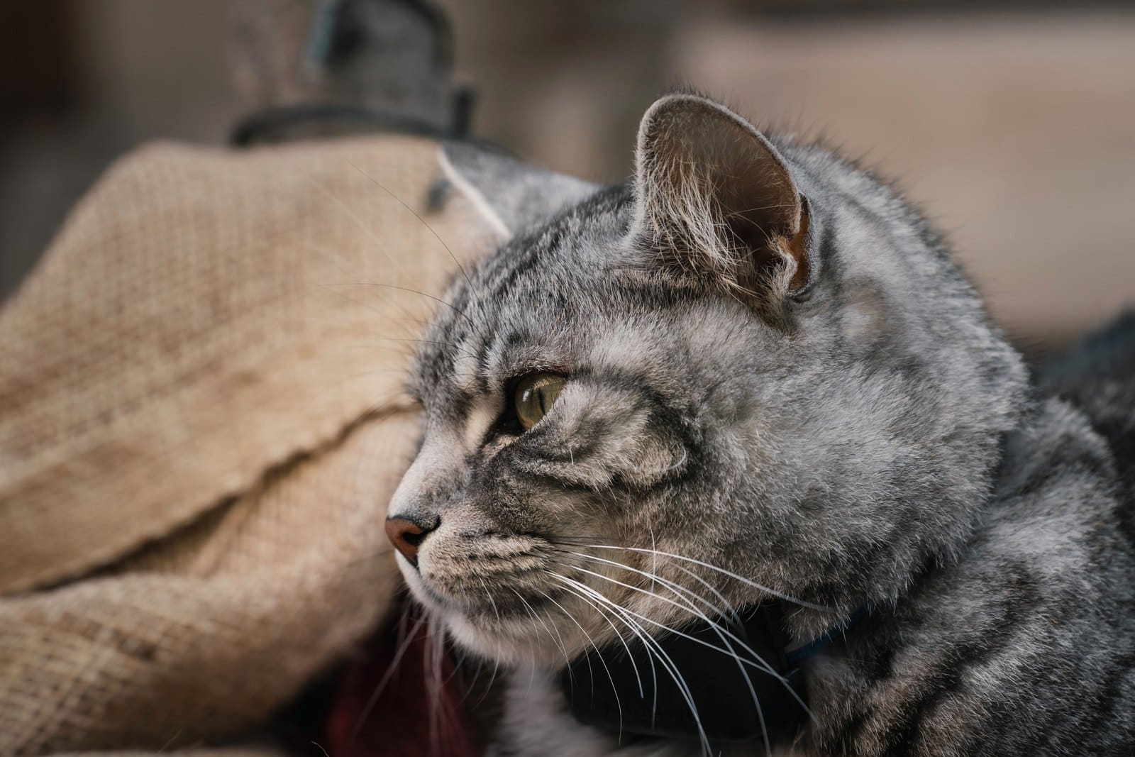 Silber-Tabby American Shorthair ruht wachsam im Profil