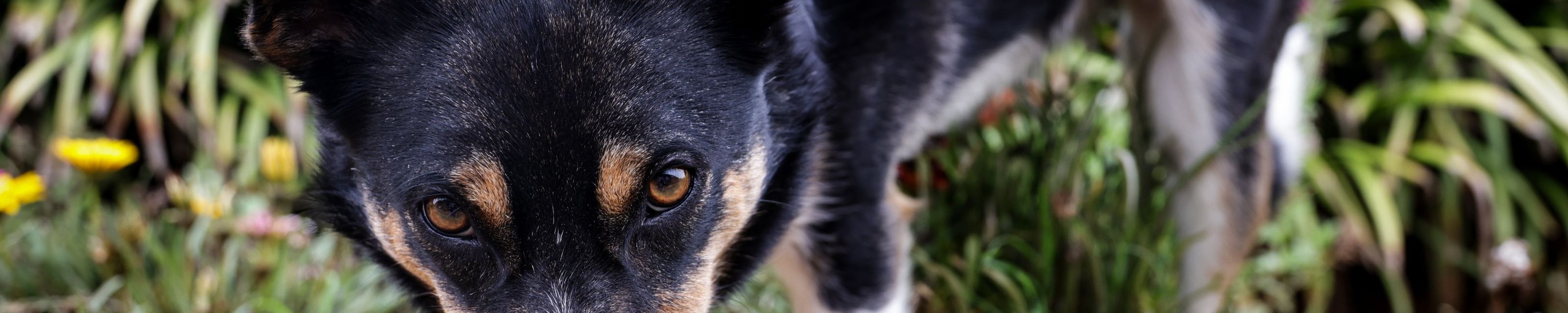 Angsthund: So gewinnst du das Vertrauen eines ängstlichen Hundes