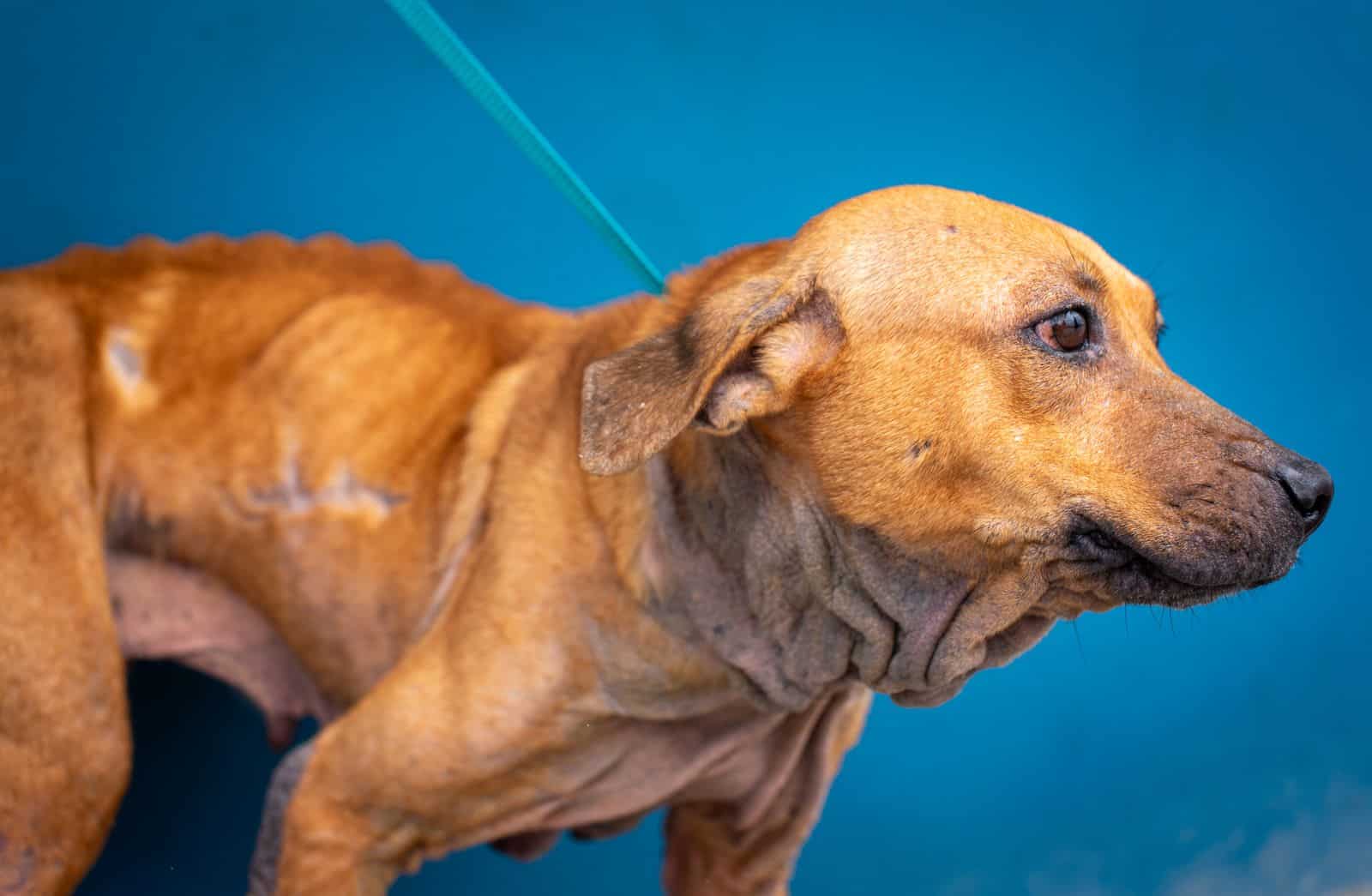 Ängstlicher Hund mit geduckter Körperhaltung und eingeklemmter Rute