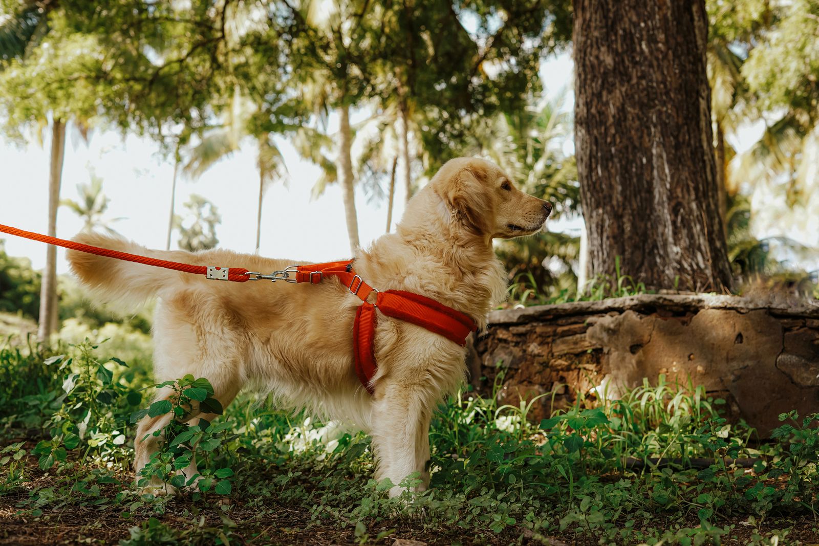 Hund mit gut sitzendem Sicherheitsgeschirr an lockerer Leine im Grünen