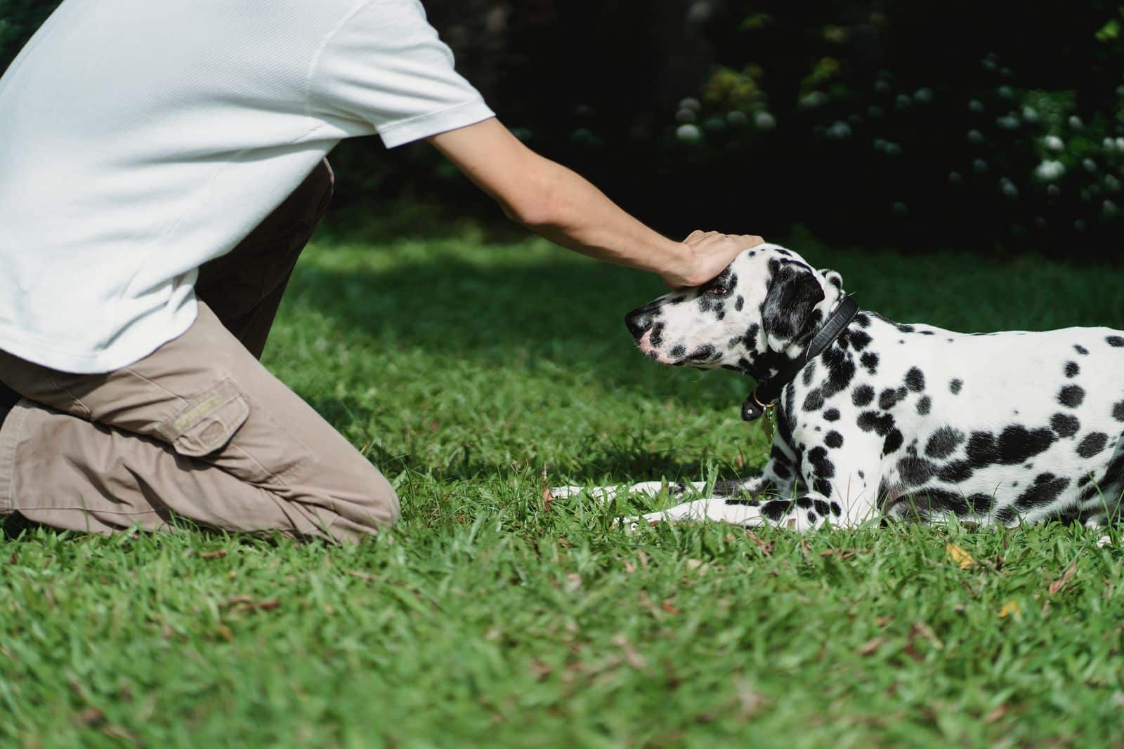 Mensch sitzt ruhig auf dem Boden und lässt einen ängstlichen Hund vorsichtig näherkommen