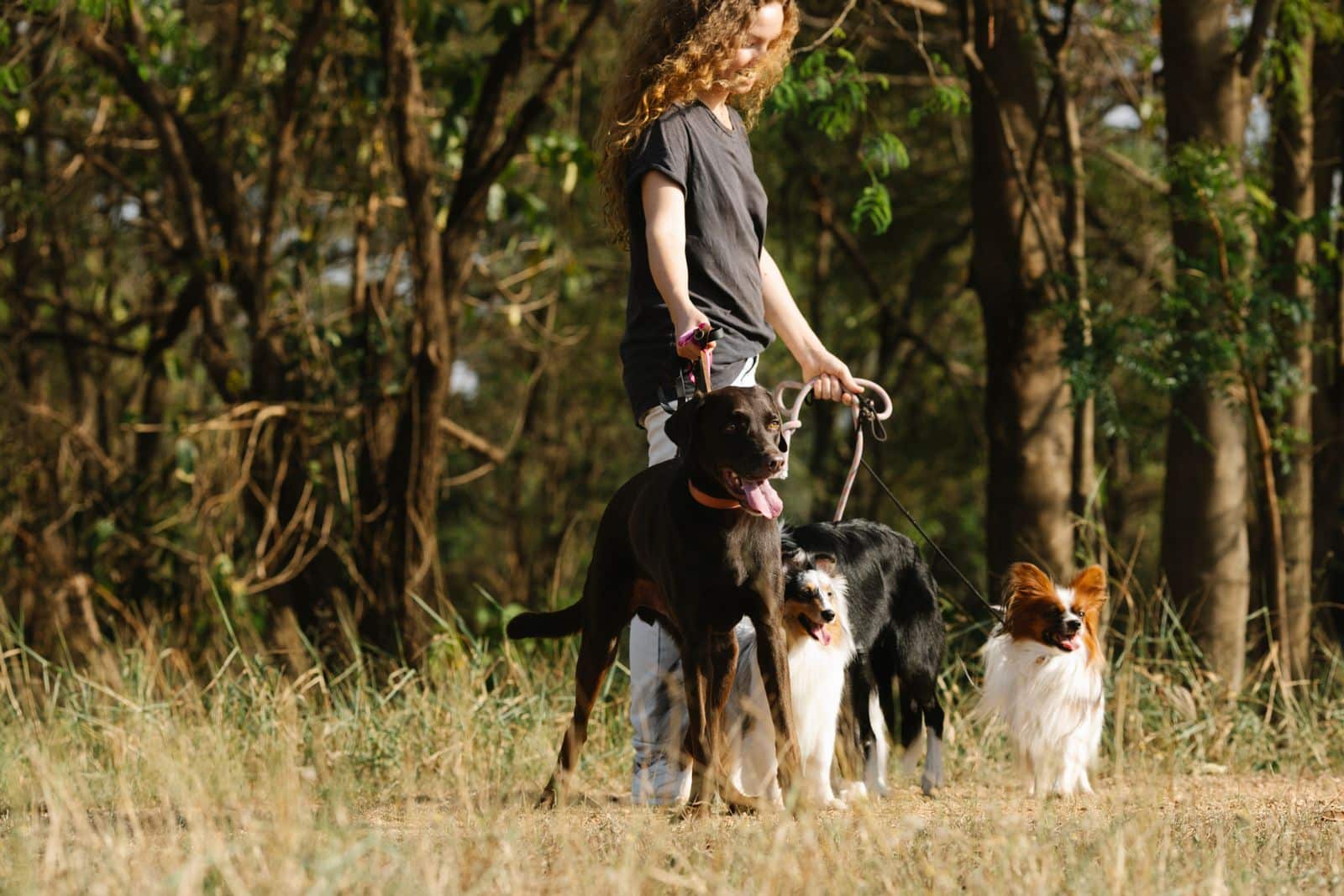Halter führt Hund sicher an der Leine durch ein Risikogebiet