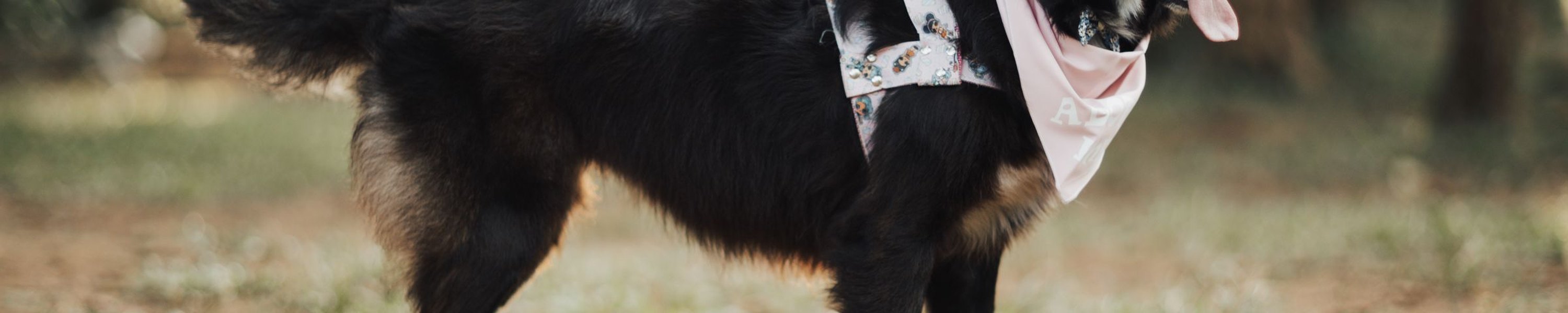 Anti-Giftköder-Training: So schützt du deinen Hund