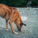 Anti-Giftköder-Training: So schützt du deinen Hund