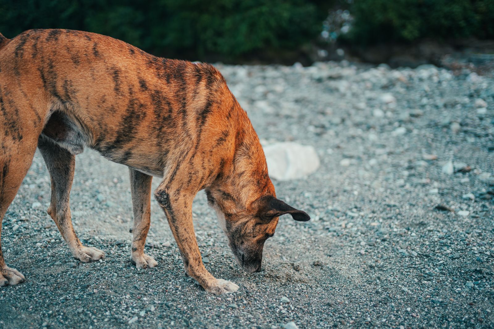 Anti-Giftköder-Training: So schützt du deinen Hund