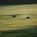 Antijagdtraining Hund: so bleibt dein Hund abrufbar