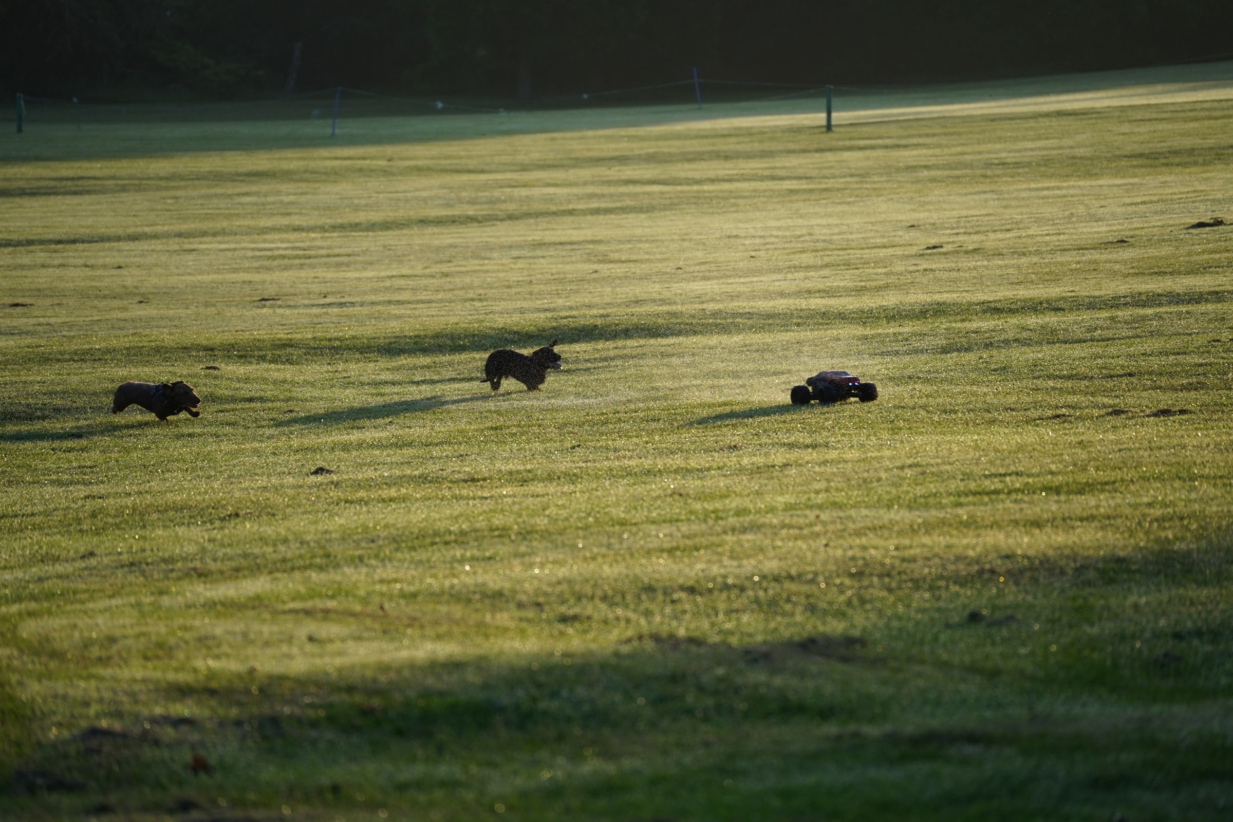 Antijagdtraining Hund: so bleibt dein Hund abrufbar