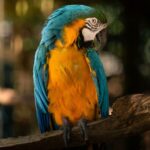 Ara Vogel im Porträt: Arten, Haltung & Lebenserwartung