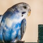 Aufgeplusterter Wellensittich: wann es harmlos ist und wann nicht