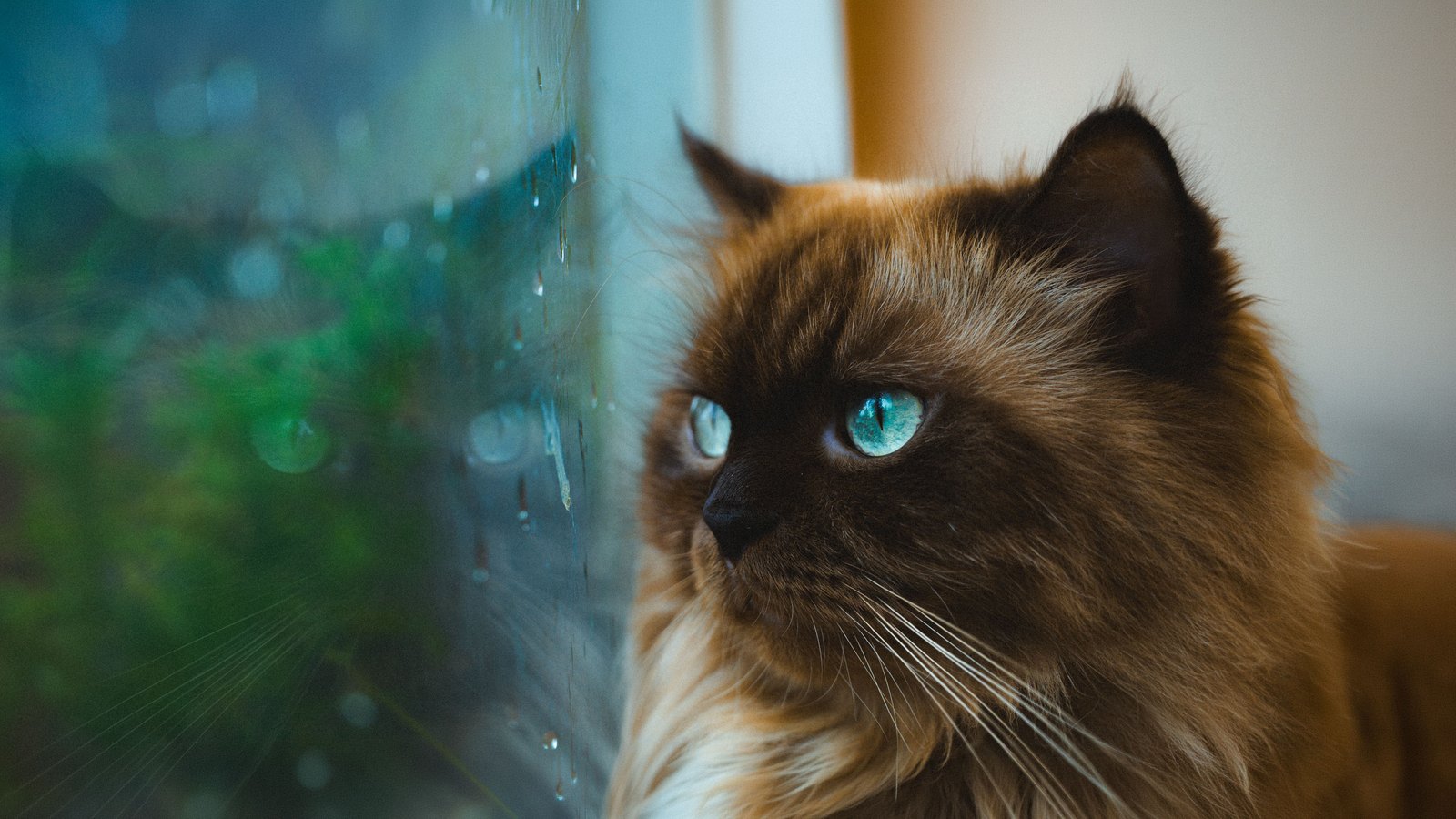 Halblanghaarige Point-Katze mit blauen Augen am Fenster