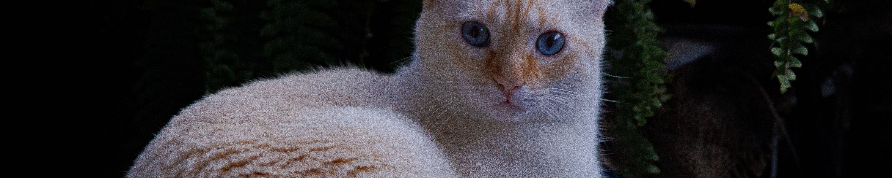 Balinesenkatze