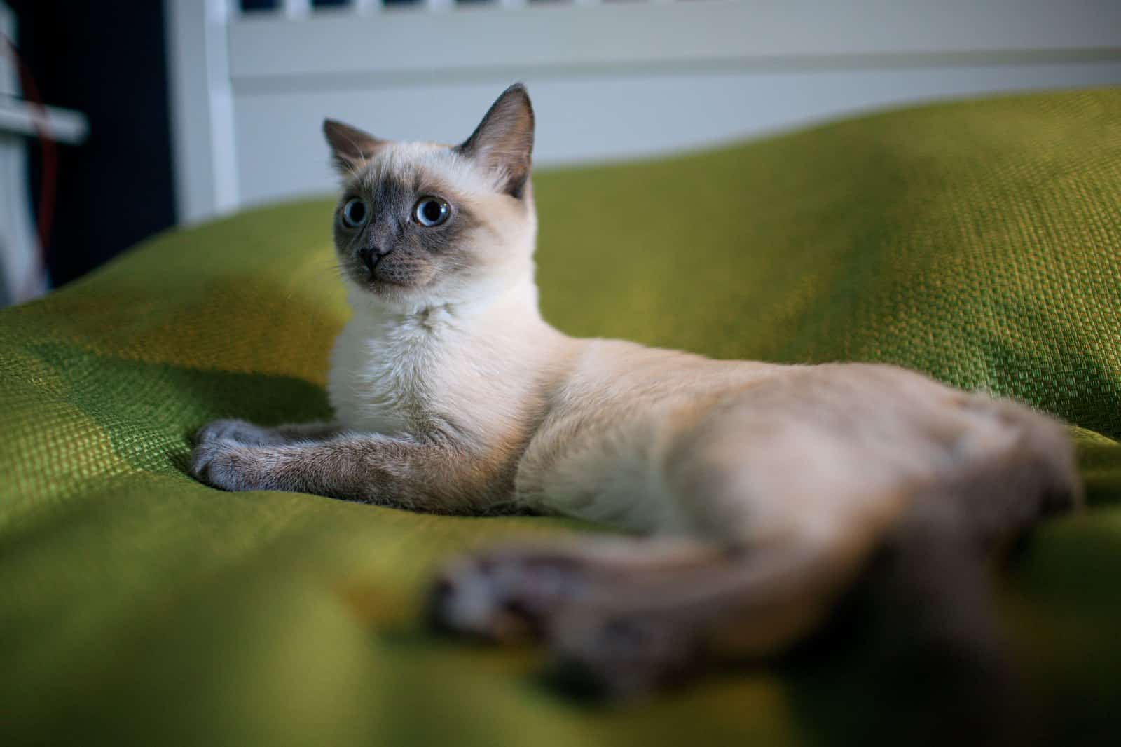 Schlanke Point-Katze im orientalischen Typ auf dem Sofa