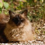 Balinesenkatze