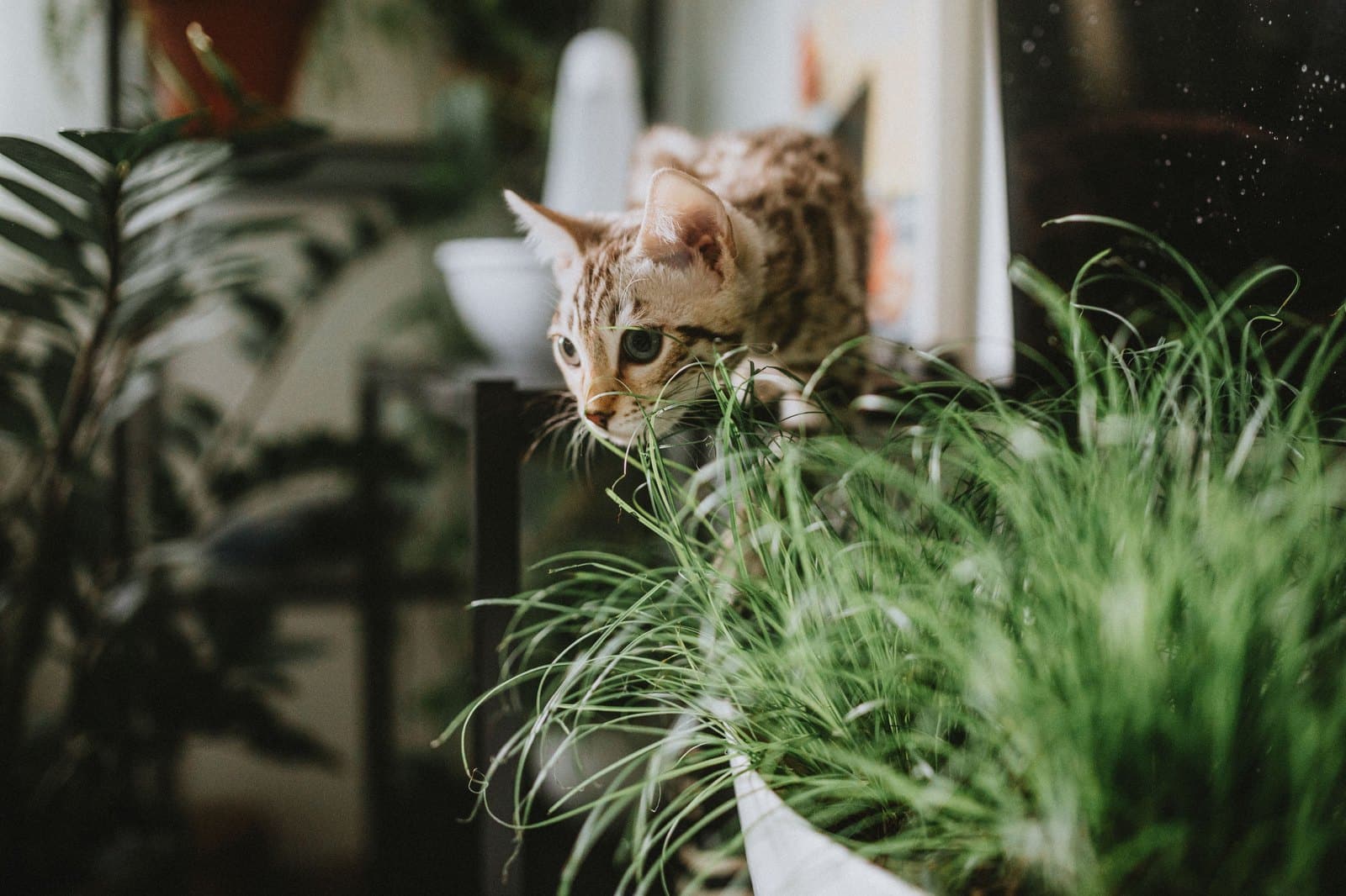 Neugierige Bengalkatze erkundet ihre Umgebung