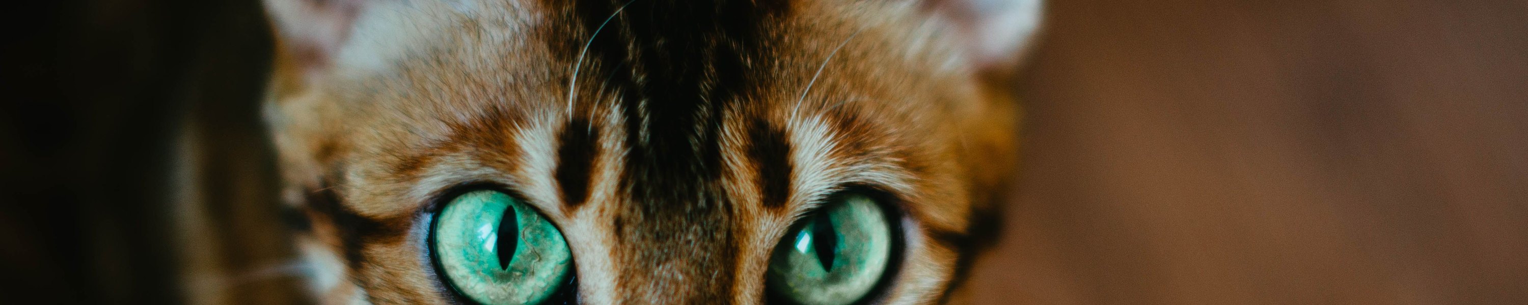 Bengal Katze