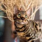 Bengal Katze