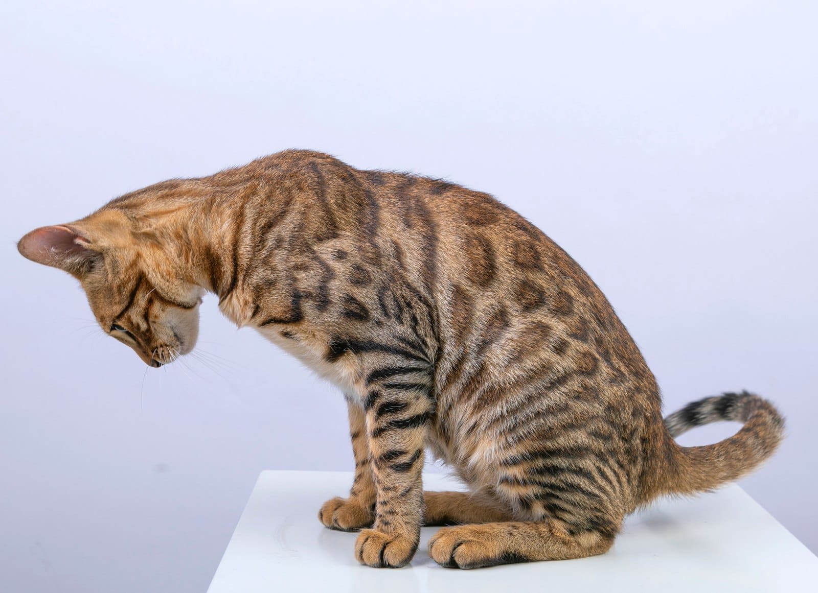 Bengalkatze im Profil mit deutlichen Rosetten im Fell