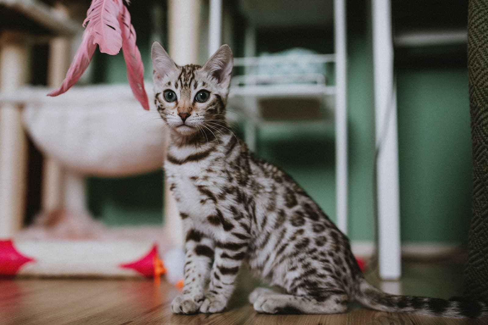 Bengal Kitten spielt mit einem Federspielzeug