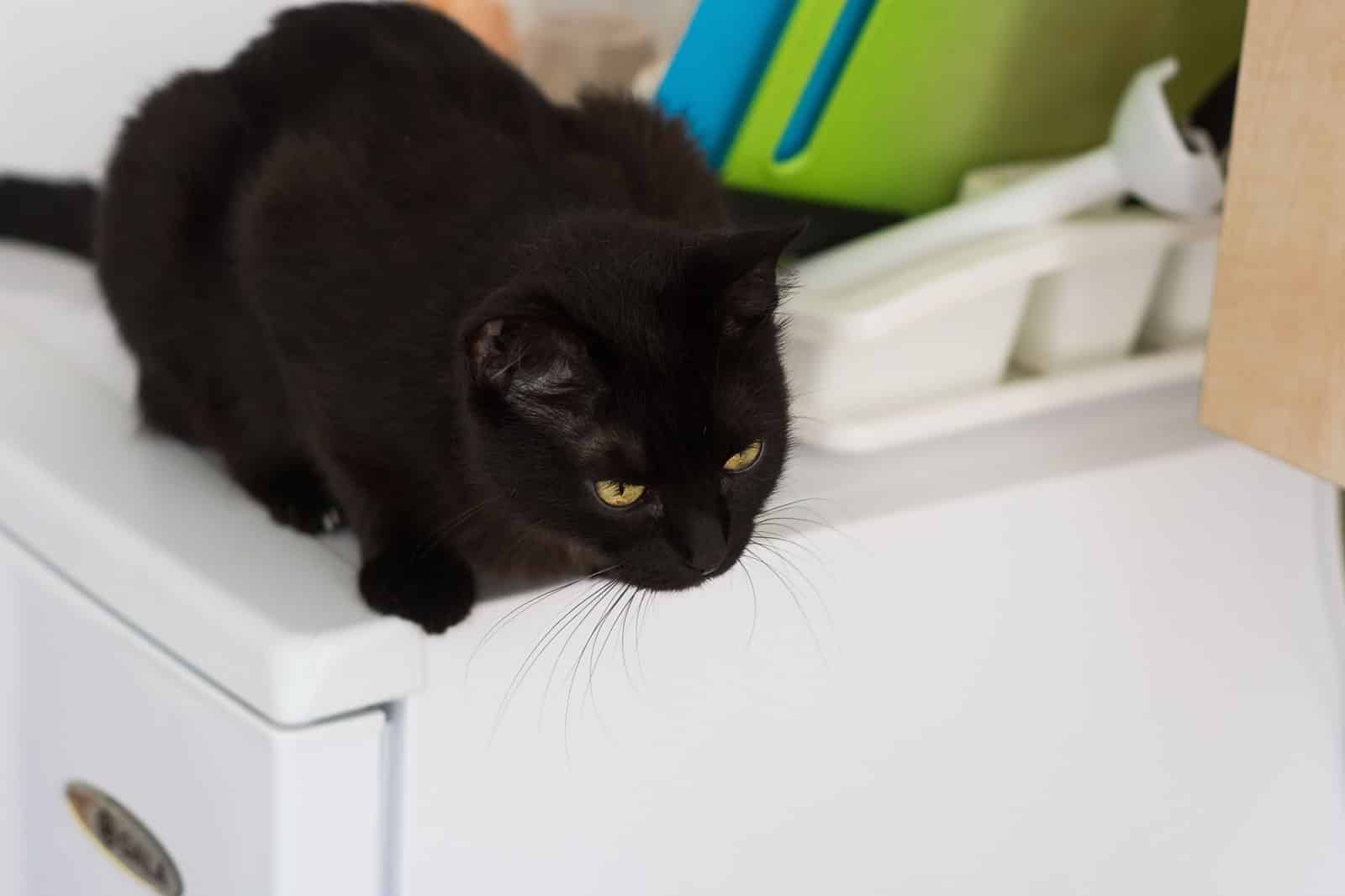 Schwarze Katze beobachtet aufmerksam aus der Naehe