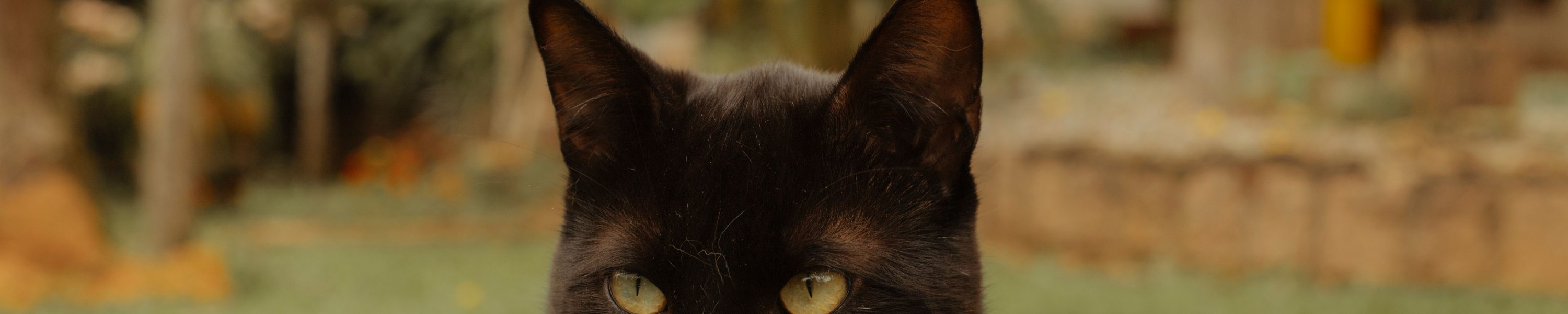 Bombay Katze