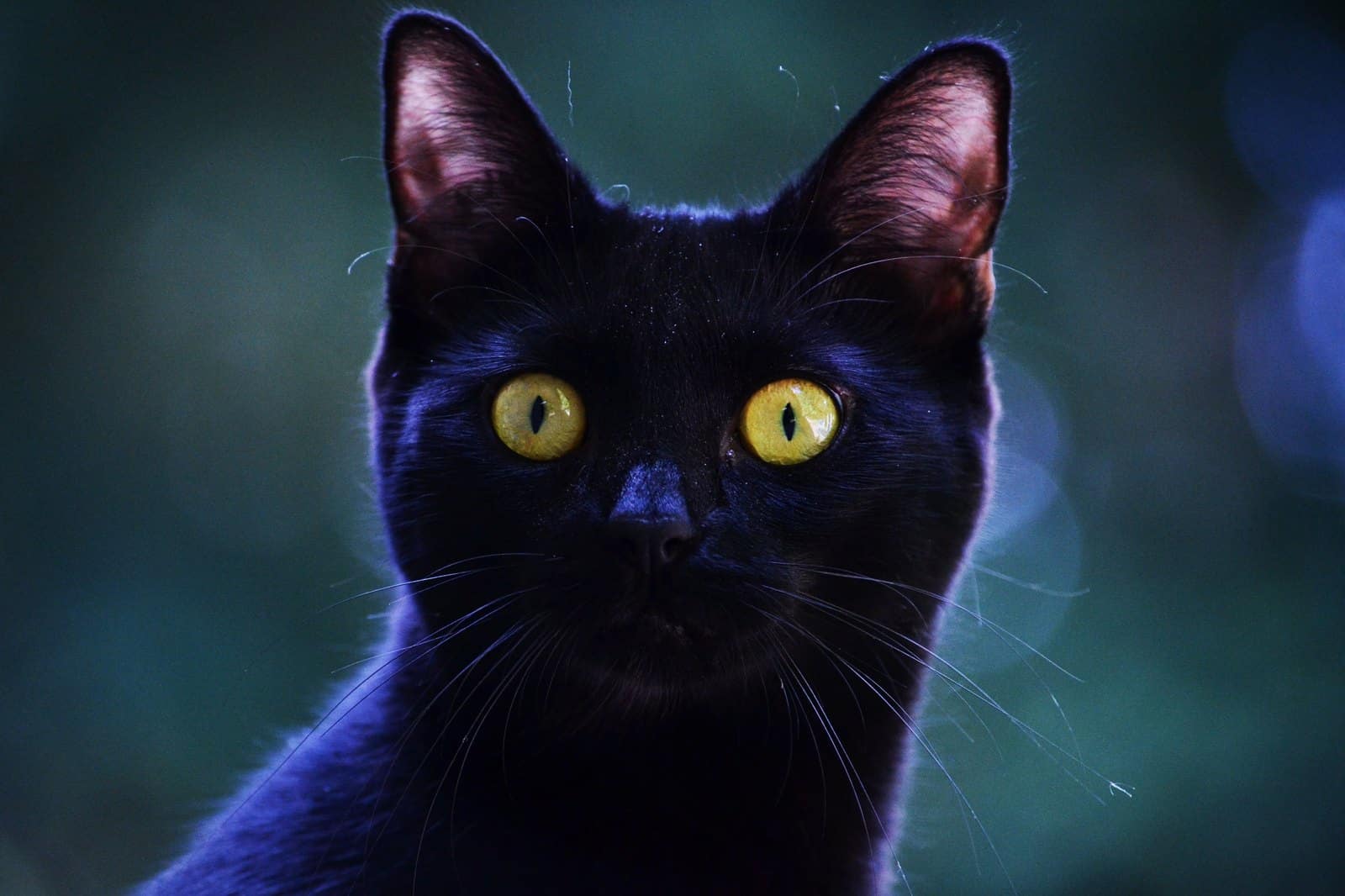 Schlanke schwarze Katze mit leuchtend gelben Augen