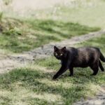 Bombay Katze