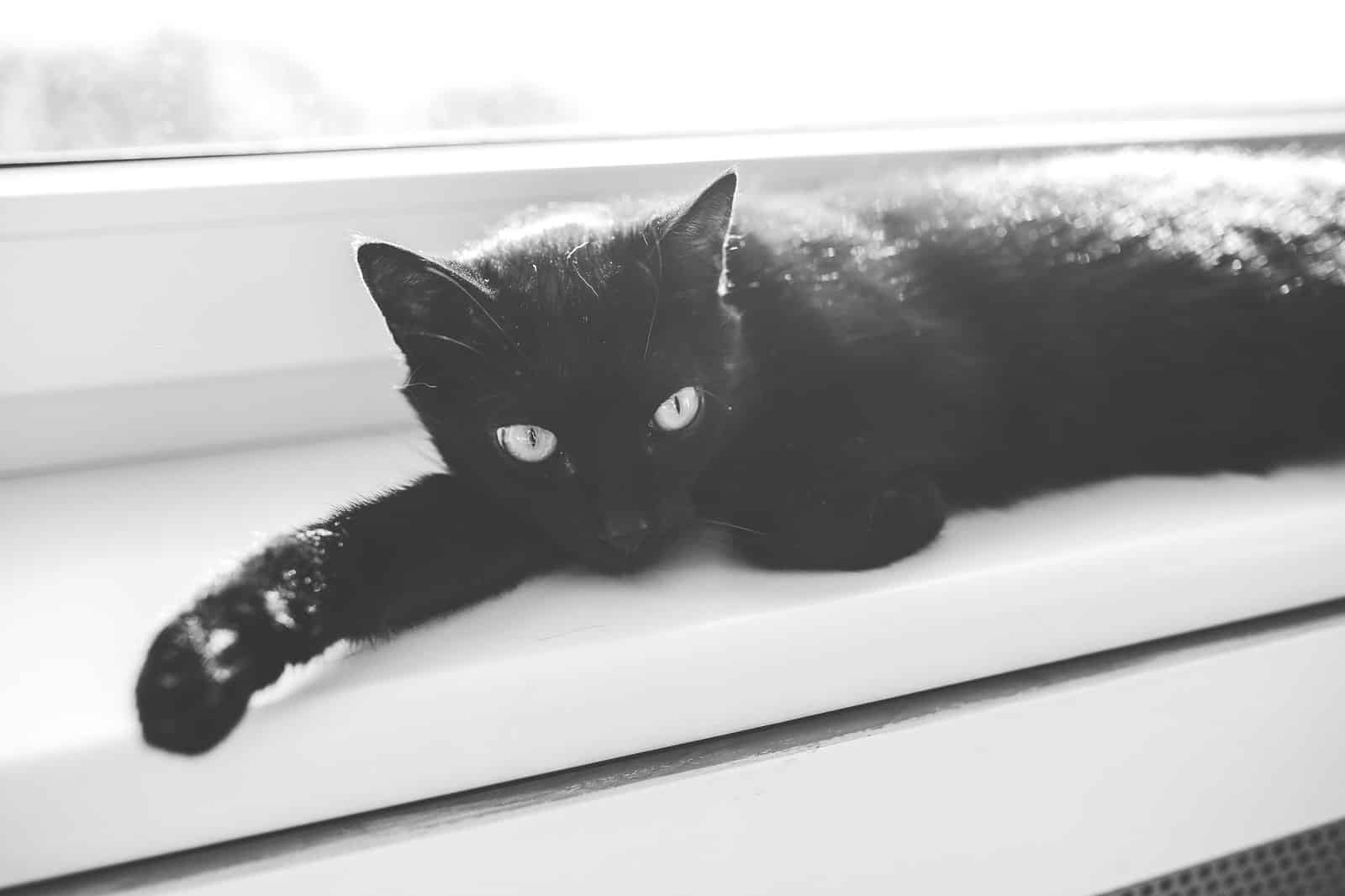 Schwarze Katze sonnt sich auf einem Fensterbrett