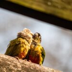 Bourkesittich im Porträt: Haltung, Charakter & Lebenserwartung