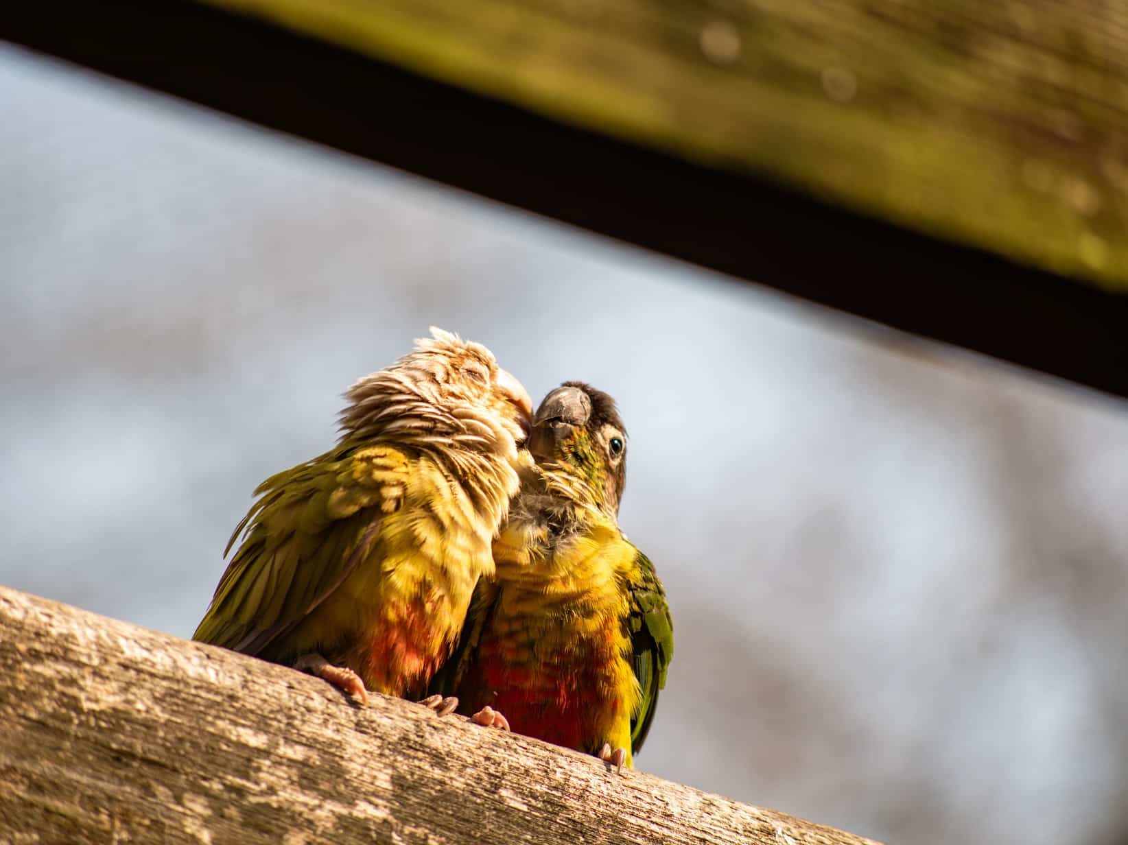Bourkesittich im Porträt: Haltung, Charakter & Lebenserwartung