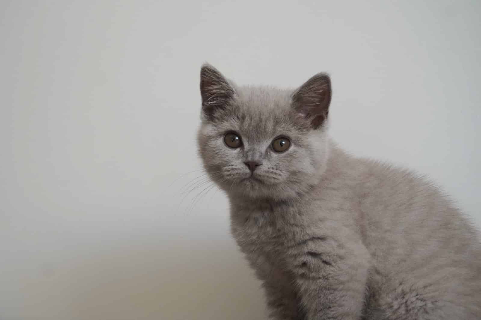 Graues Britisch Kurzhaar Kitten vor neutralem Hintergrund