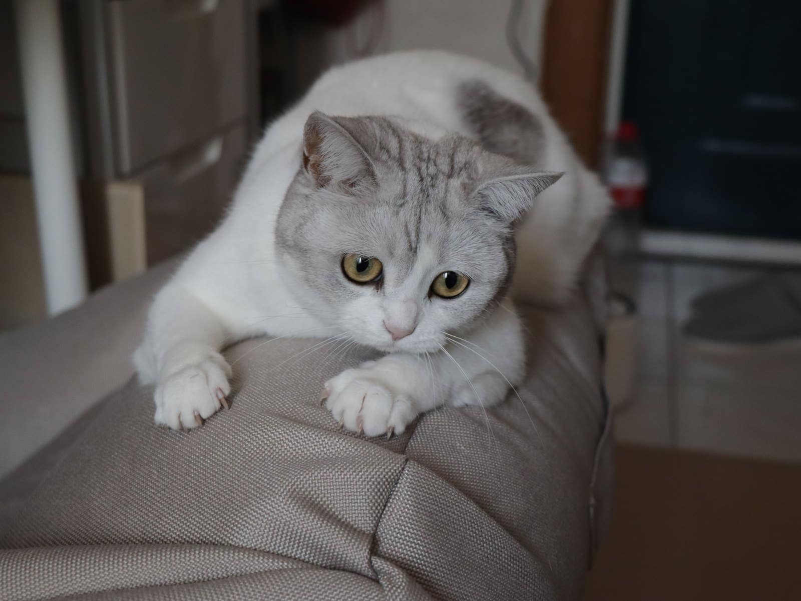 Britisch Kurzhaar Katze entspannt in der Wohnung