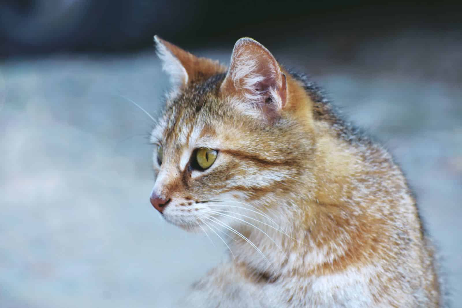 Katze mit ausdrucksstarken goldgelben Augen