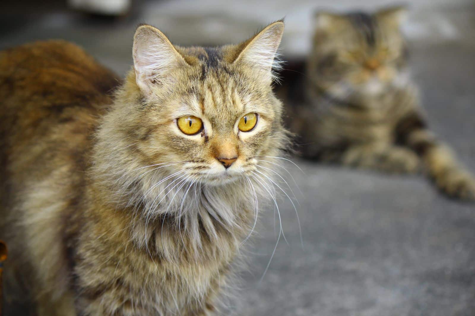 Katze mit warmbraunem seidigem Fell und goldgelben Augen