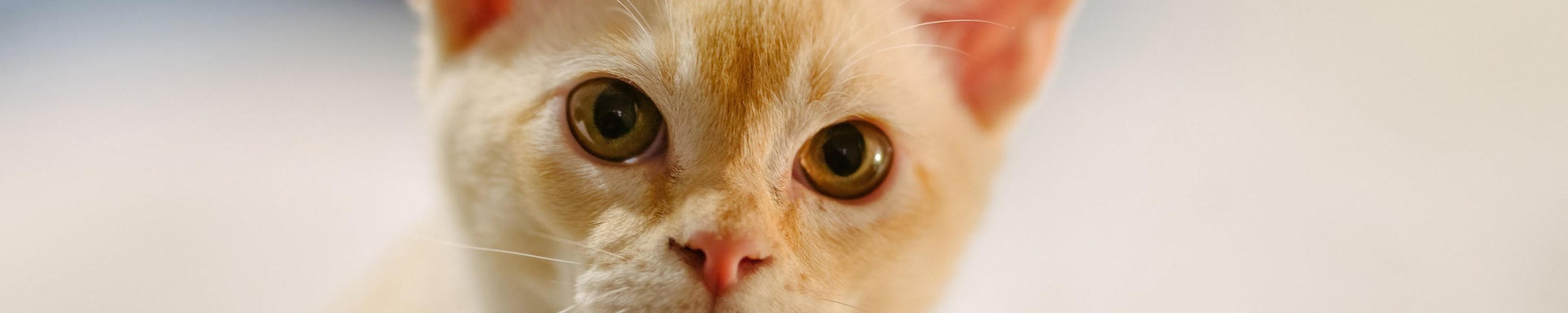 Burma Katze
