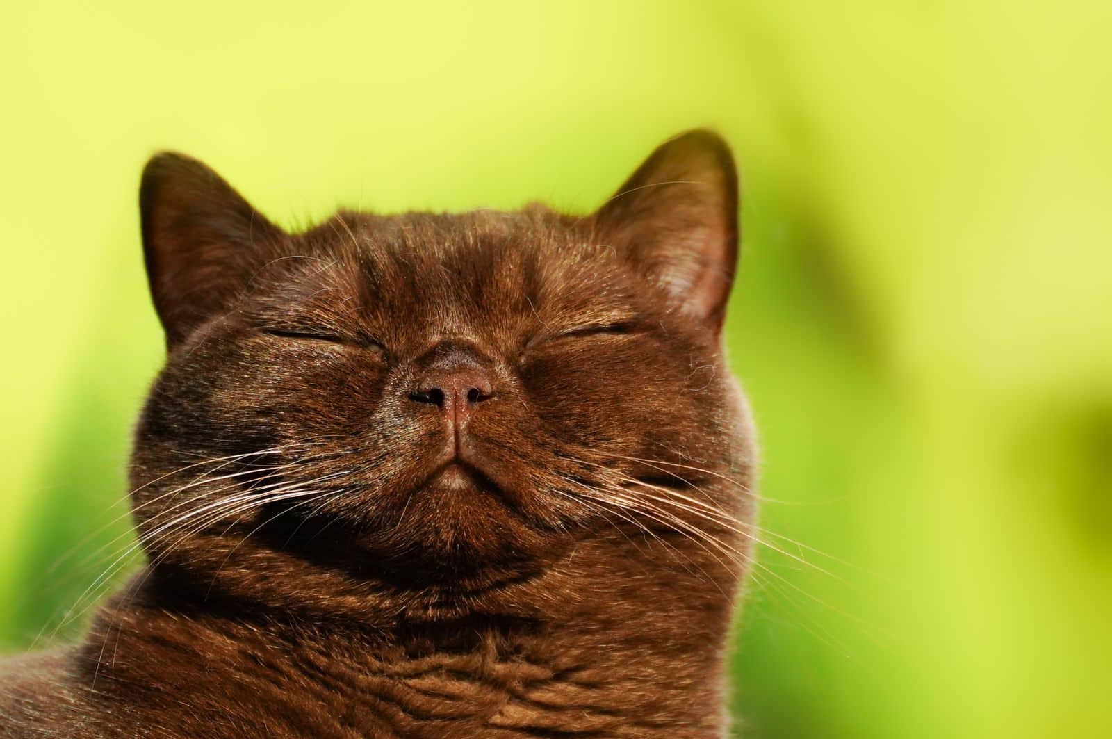 Burma Katze ruht entspannt mit geschlossenen Augen