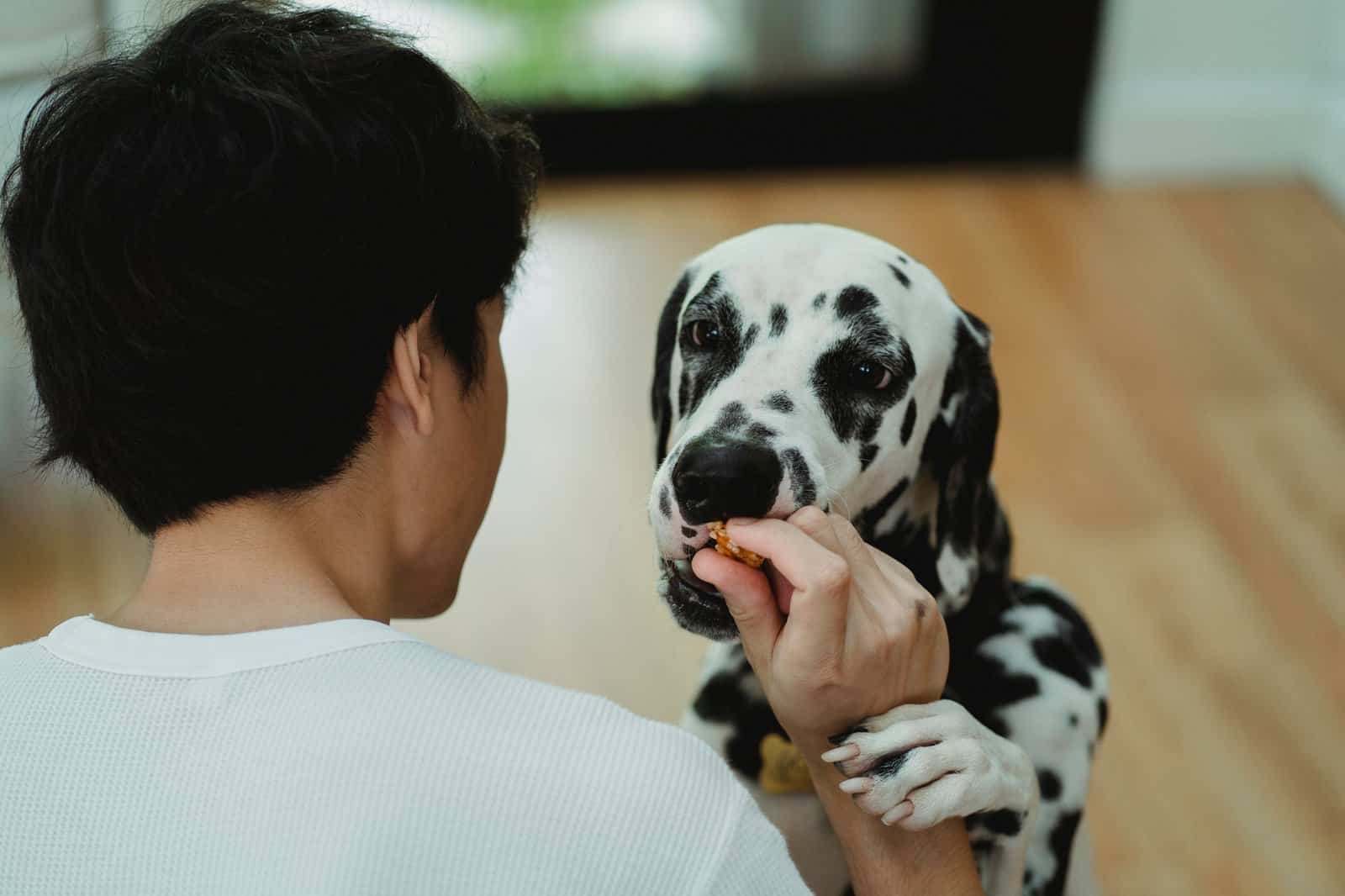 Hund bekommt beim Aufladen des Clickers ein Leckerli