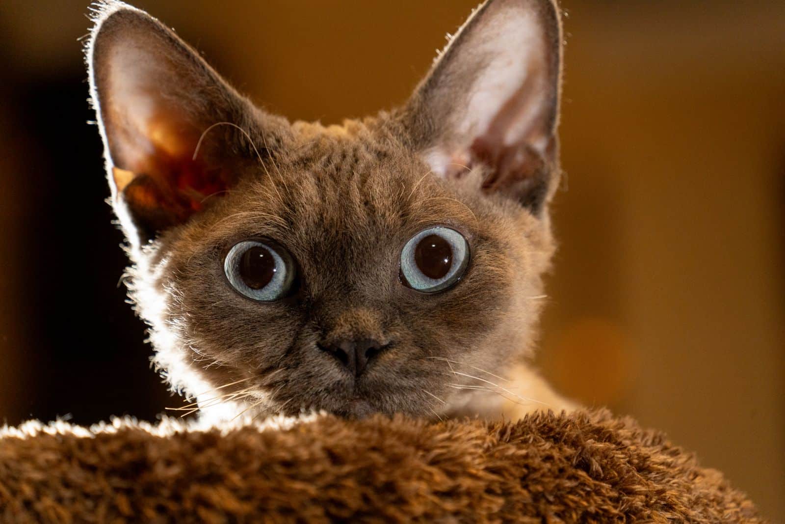 Devon Rex Katze mit lockigem Fell zum Vergleich mit der Cornish Rex