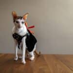 Cornish Rex