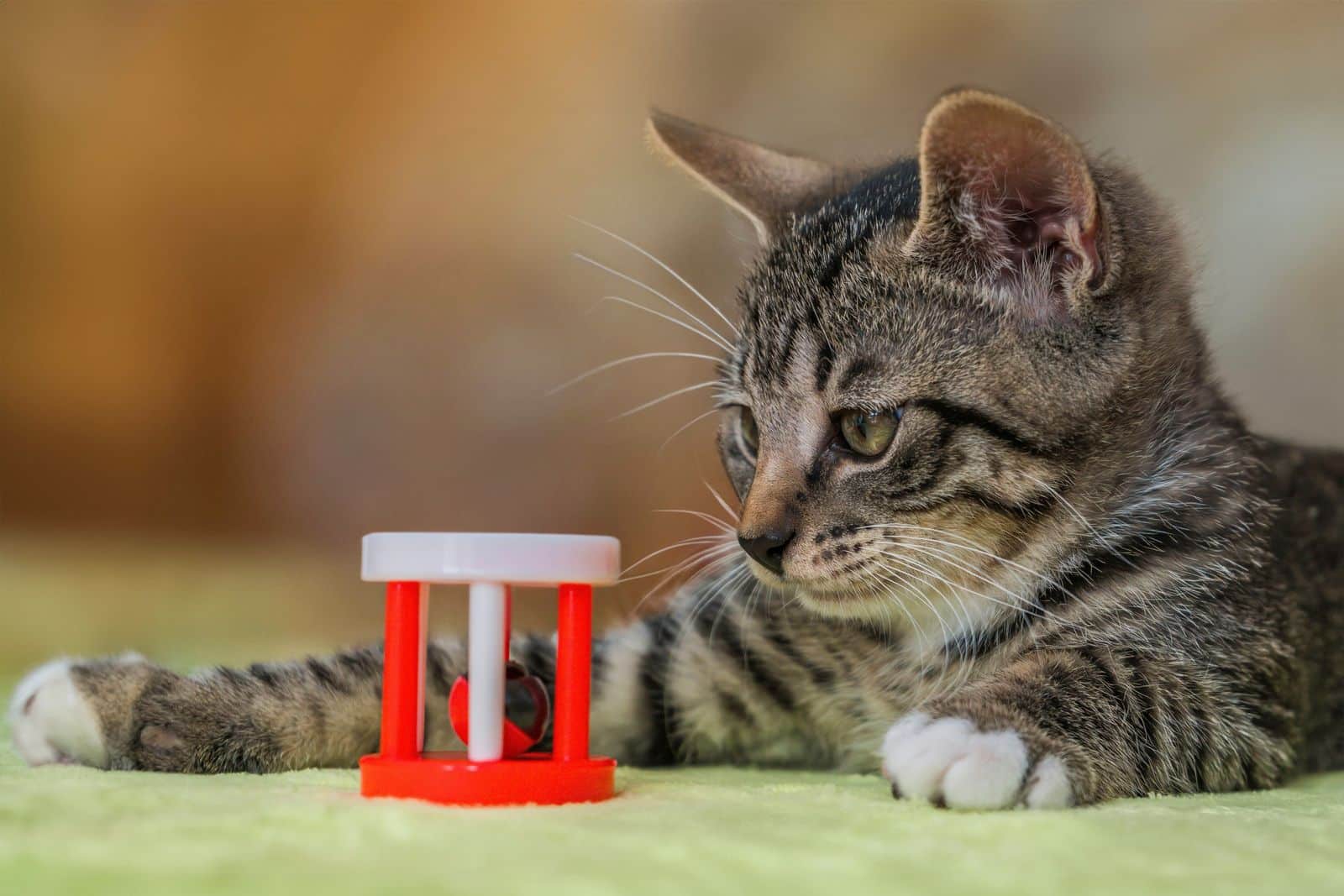 Verspielte Katze jagt konzentriert ein Spielzeug